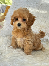 Load image into Gallery viewer, Amelia Female Toy Maltipoo