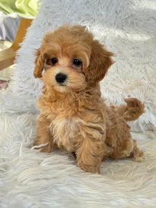 Amelia Female Toy Maltipoo
