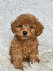 Ani Female Toy/Mini Poodle