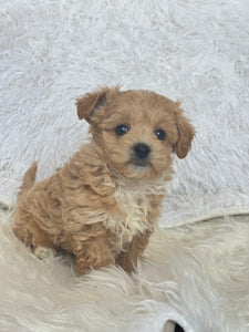 Tohoku Male Tiny Toy Maltipoo