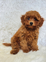Load image into Gallery viewer, Sara Female Toy/Mini Poodle