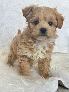 Tohoku Male Tiny Toy Maltipoo