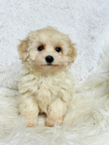 Dorothy Female Mini Maltipoo (Available for Guardianship)