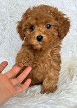 Load image into Gallery viewer, Penny Female Toy Poodle