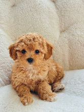 Charger l'image dans la galerie, Carol Female Toy/Mini Poodle (reserved)