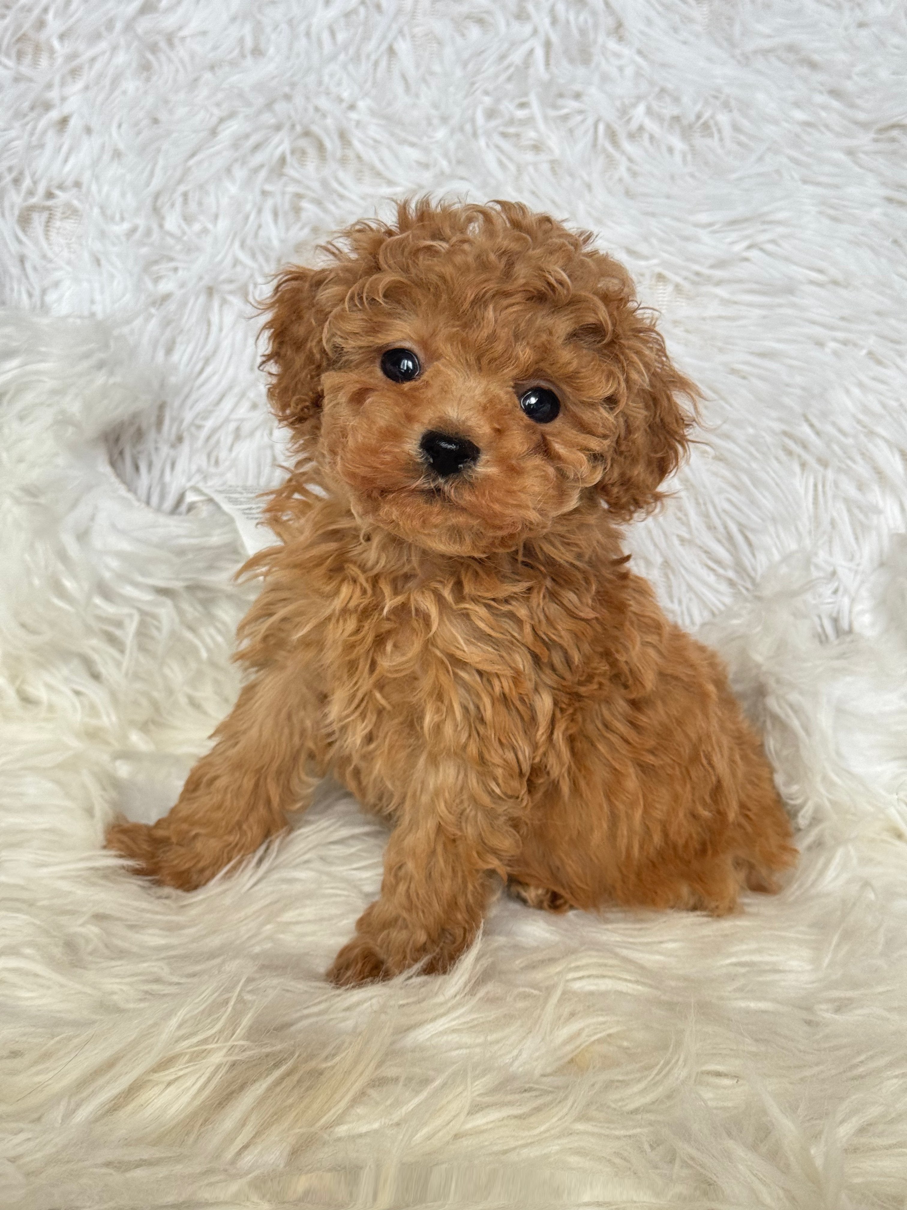 Toy Poodle Puppies For Sale – Puppocino & Co.