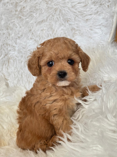 Olivia Female Toy Maltipoo