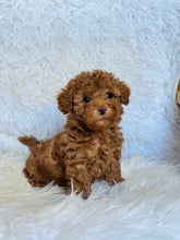 Load image into Gallery viewer, Max Male Mini Poodle
