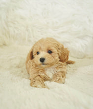 Load image into Gallery viewer, Willis Male Toy Maltipoo