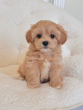 Load image into Gallery viewer, Kayla Female Toy Maltipoo