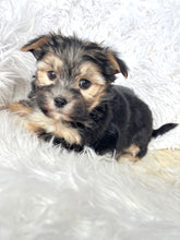 Load image into Gallery viewer, Bingo Male Toy Morkie