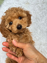 Load image into Gallery viewer, Matteo Male Toy Maltipoo