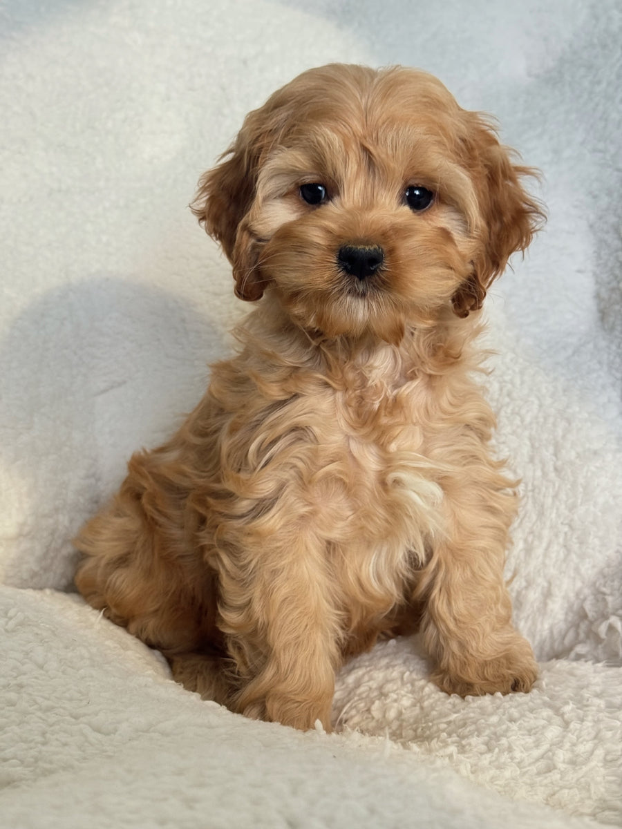 Ava Female Mini Cockapoo – Puppocino & Co.