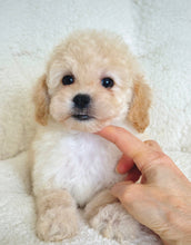 Load image into Gallery viewer, Gracie Female Toy/Mini Poodle