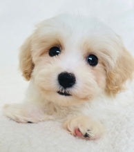 Charger l'image dans la galerie, Elio Male Toy Maltipoo