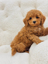 Load image into Gallery viewer, Neo Male Toy/Mini Poodle