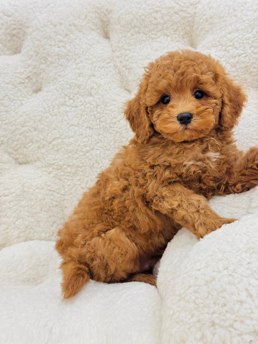 Neo Male Toy/Mini Poodle