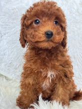 Load image into Gallery viewer, Appi Male Toy/Mini Poodle