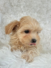 Load image into Gallery viewer, Niseko Female Toy Maltipoo