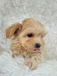 Niseko Female Toy Maltipoo