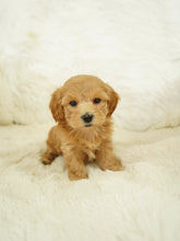 Load image into Gallery viewer, Zach Male Toy Maltipoo