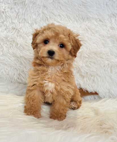 Estelle Female Toy Maltipoo