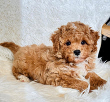 Load image into Gallery viewer, Jay Male Toy/Mini Maltipoo