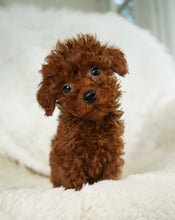 Load image into Gallery viewer, Momo Female Toy Poodle