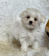 Load image into Gallery viewer, Fiona Female Tiny Toy Maltese