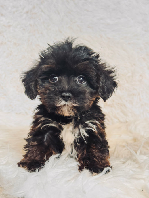 Lizzie Female Toy Morkie