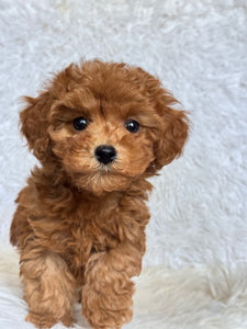 Penny Female Toy Poodle
