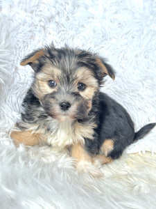 Bingo Male Toy Morkie