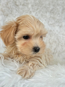 Niseko Female Toy Maltipoo