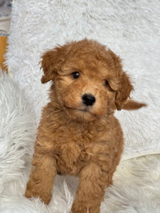 Kenzo Male Toy/Mini Poodle