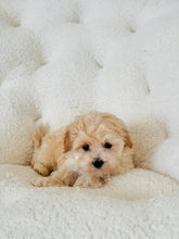 Load image into Gallery viewer, Jellybean Male Toy Maltipoo