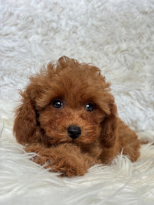 Hope Female Tiny Toy Poodle