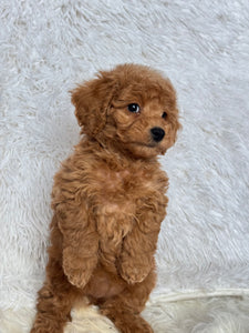 Ani Female Toy/Mini Poodle