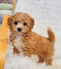 Load image into Gallery viewer, Biscuit Male Toy Maltipoo