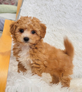 Biscuit Male Toy Maltipoo