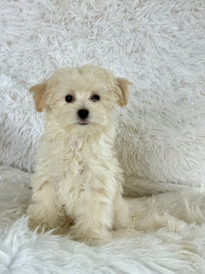 Maggie Female Toy Maltipoo