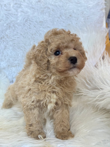 Pluto Male Toy Poodle