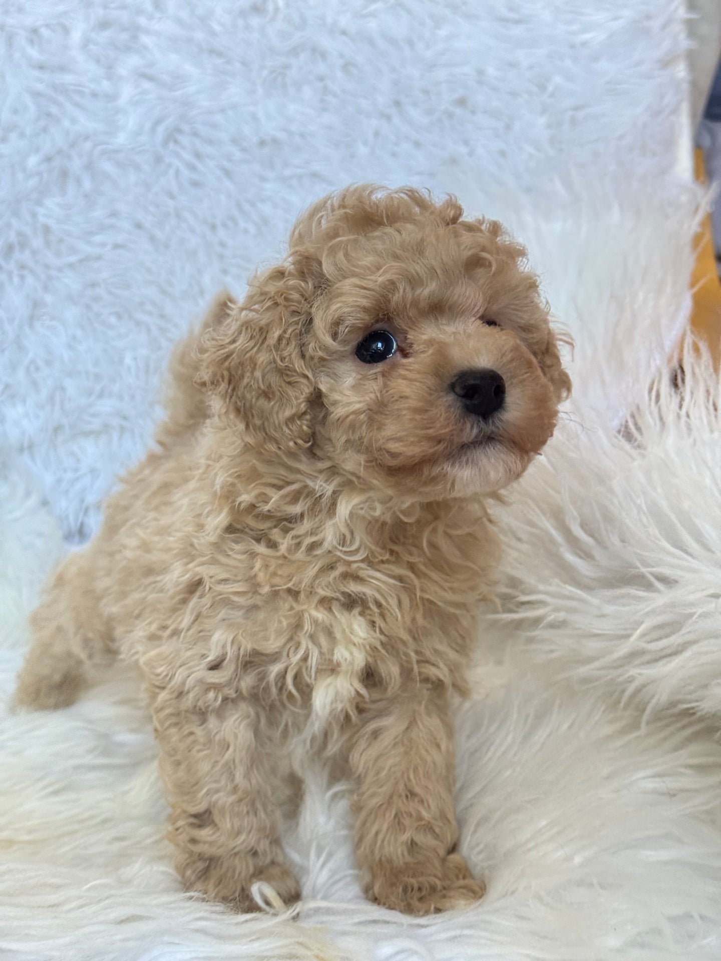 Pluto Male Toy Poodle