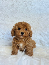 Load image into Gallery viewer, Buddy Male Mini Poodle
