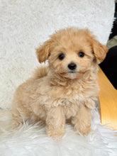 Load image into Gallery viewer, Freddie Male Toy Maltipoo