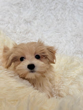 Load image into Gallery viewer, Jake Male Toy/Mini Maltipoo