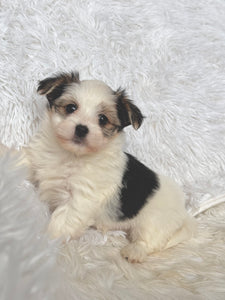 Boomer Male Toy Morkie