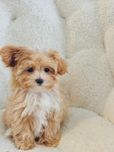 Load image into Gallery viewer, Opalite Female Toy Maltipoo