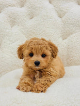 Charger l&#39;image dans la galerie, Roo Male Toy Maltipoo