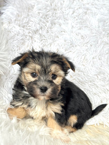 Bingo Male Toy Morkie