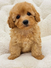 Charger l&#39;image dans la galerie, Belly Female Toy/Mini Poodle